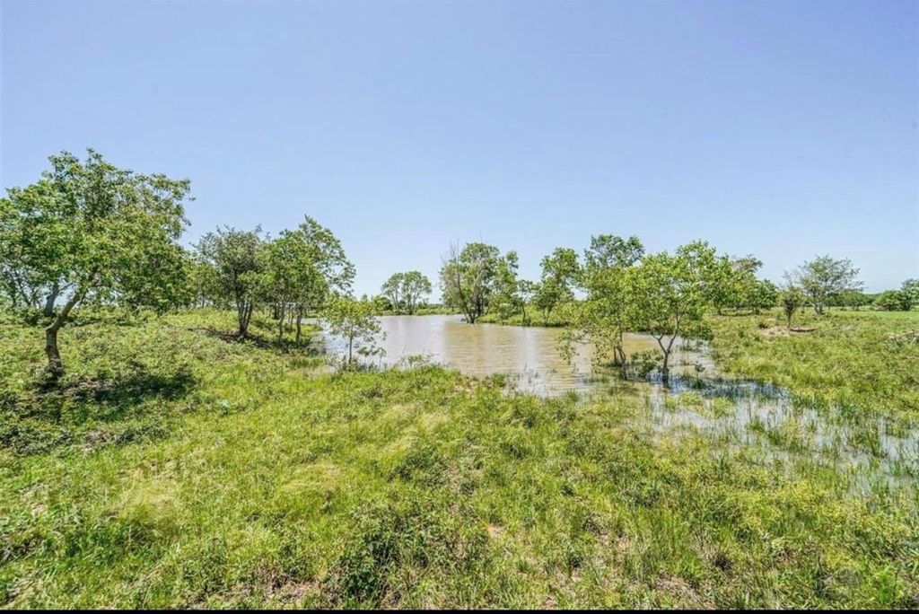 A pond ringed by green grass and scattered young trees, holding water under a clear blue sky