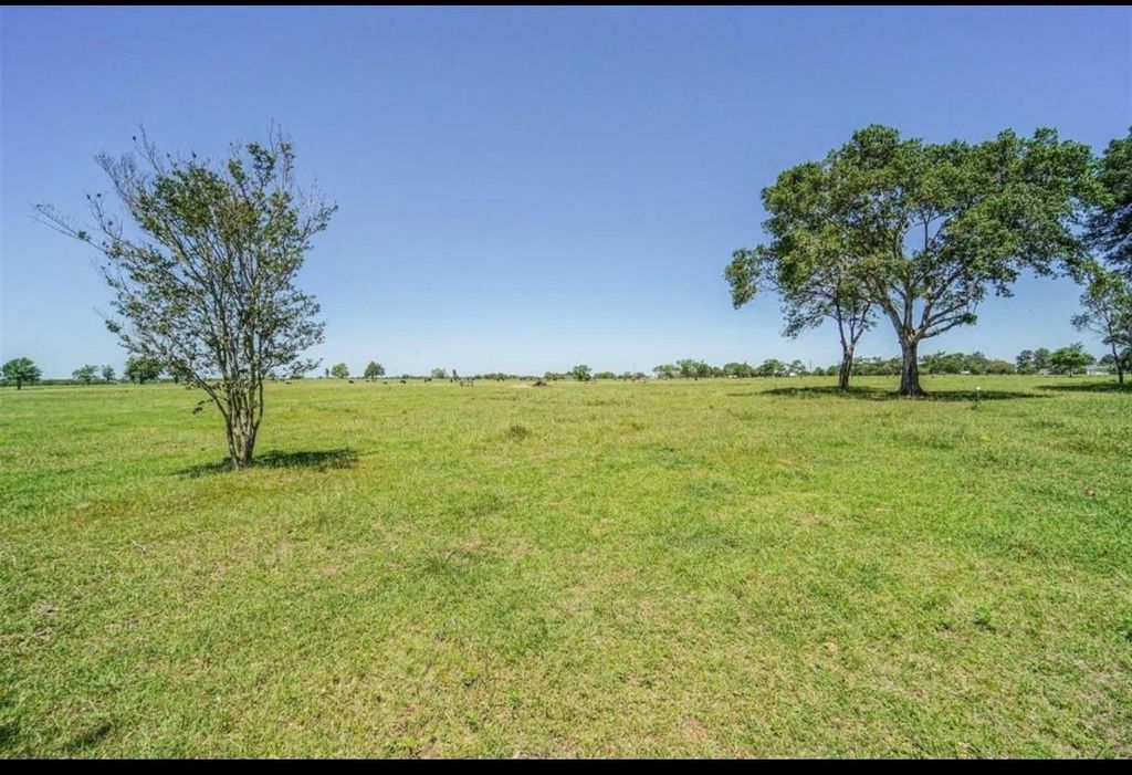 Green pasture with a slender crepe myrtle on the left and a broad mature oak on the right, blue sky overhead