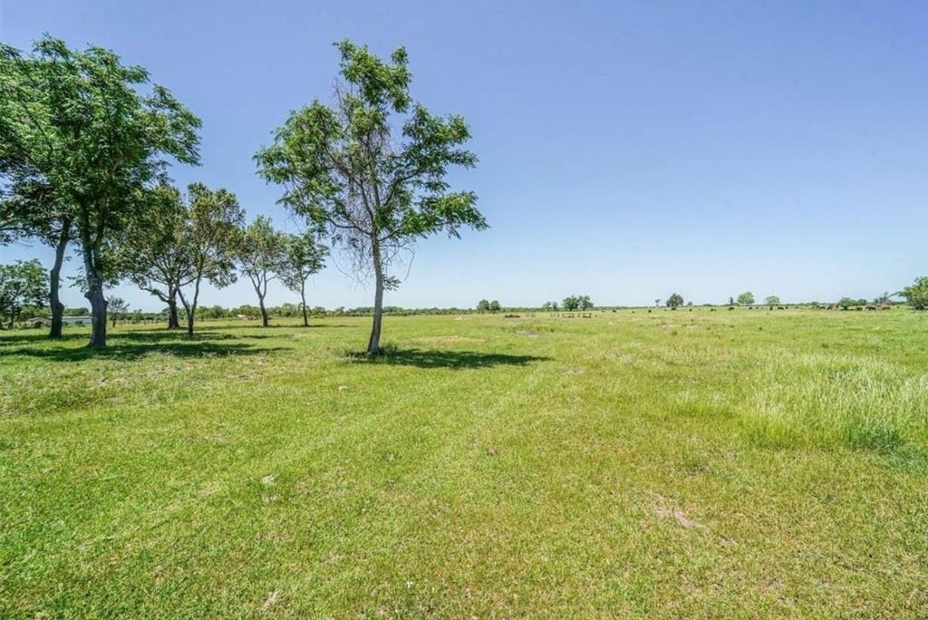 A cluster of mesquite trees on the left edge of a wide grass pasture, with cattle dotting the far horizon