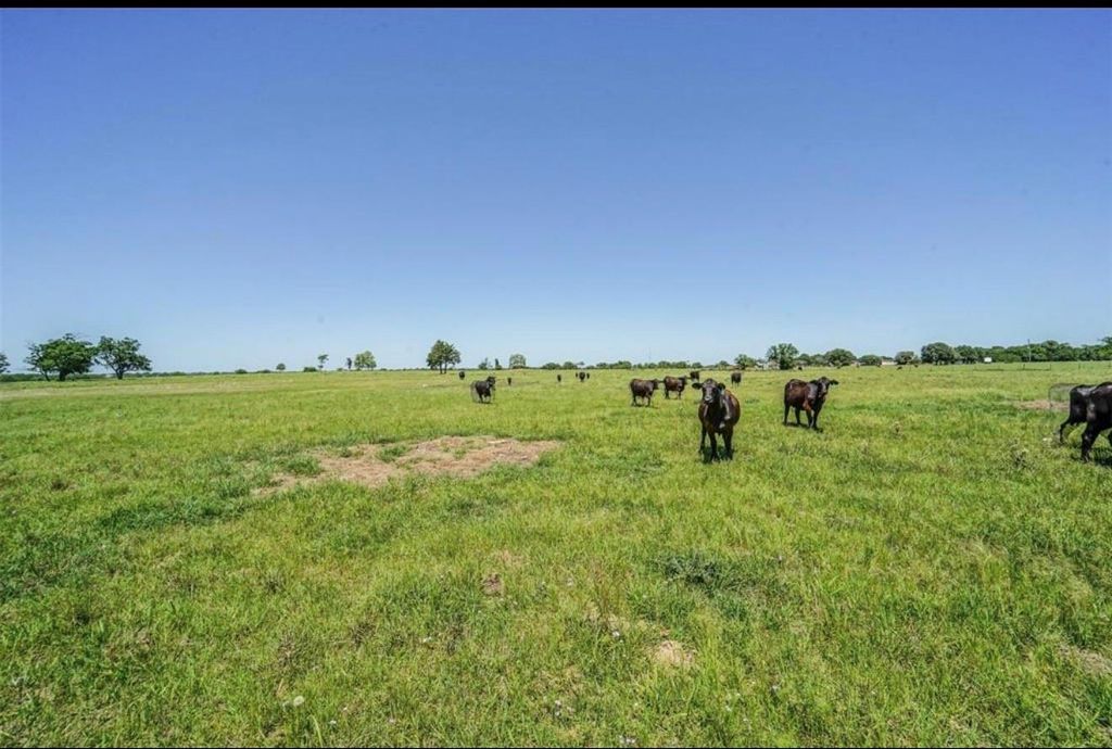 A herd of black cattle grazing across open green pasture under a wide blue sky at 11811 Schmidt Rd in Waller, Texas
